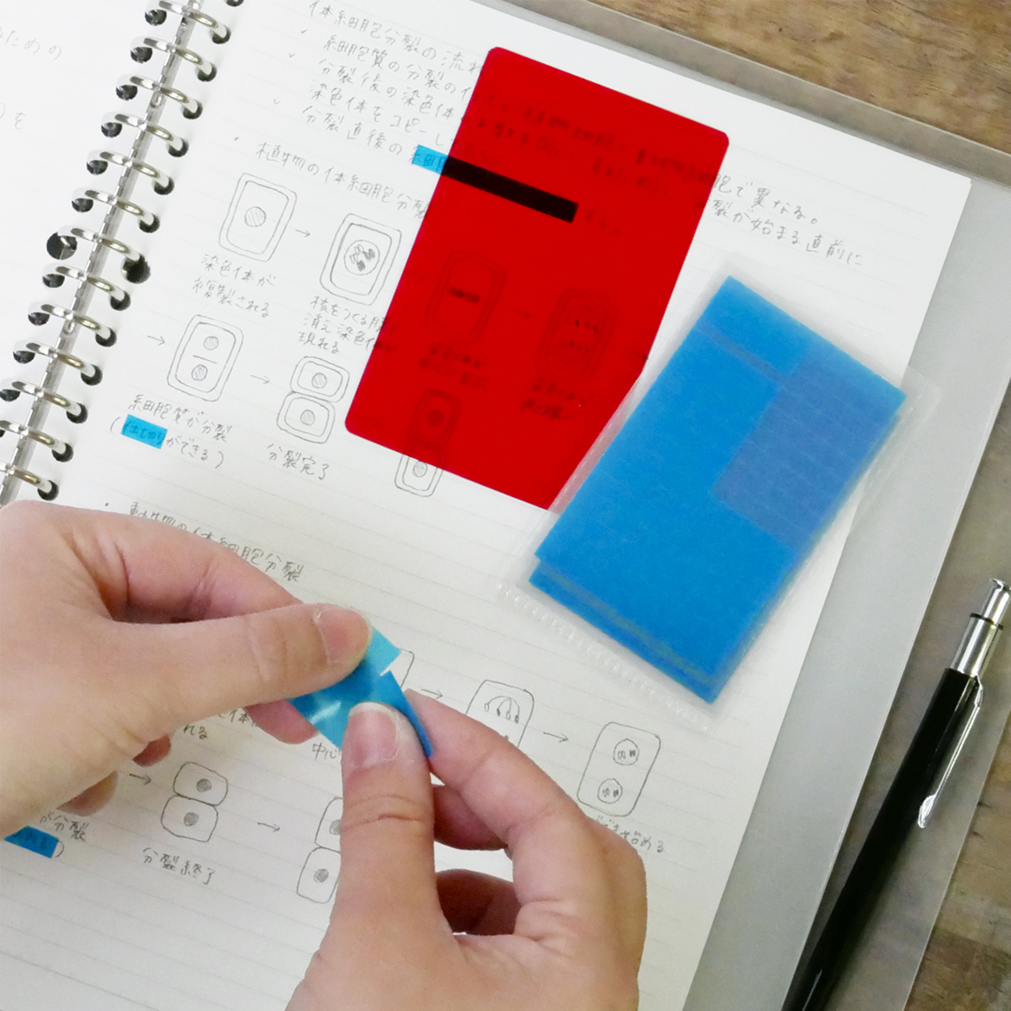 Chigiru暗記用（チギル暗記用） 赤シートセット | ヤマト株式会社